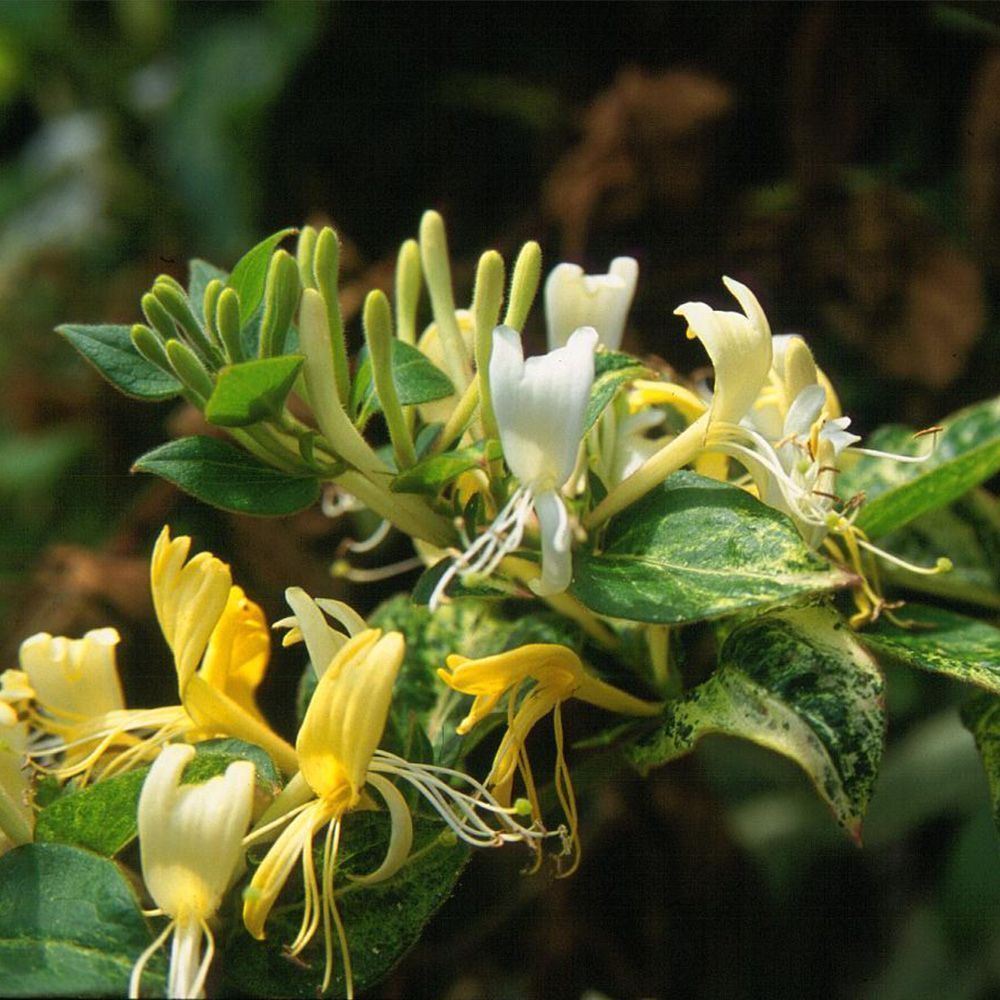 Lonicera japonica Horwood Gem